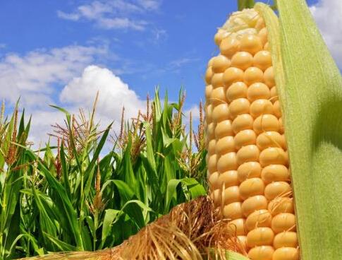 玉米收儲改革把農(nóng)民推向市場，什么玉米價格會漲？ 