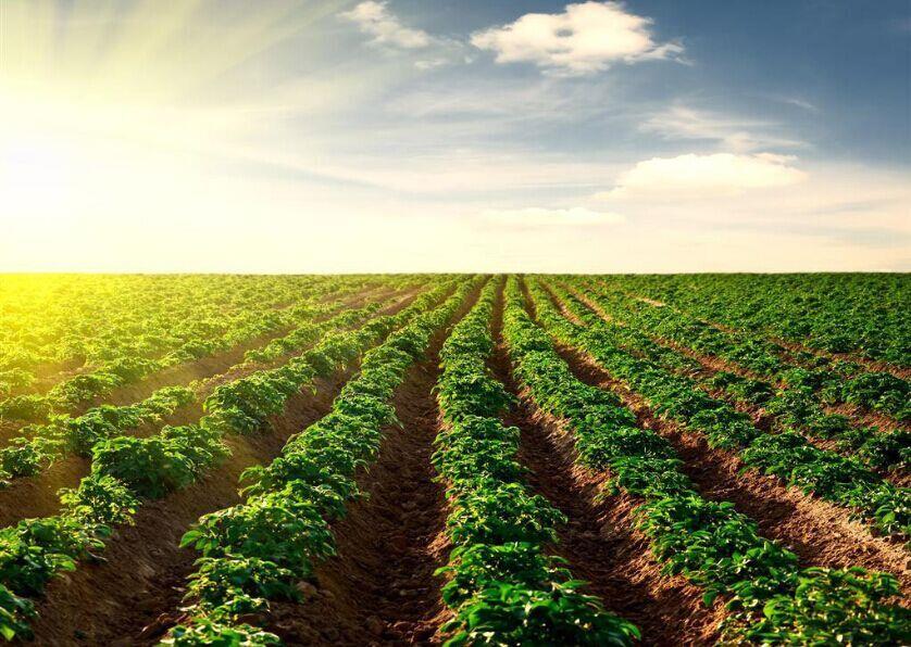 種業(yè)頂風前行，必須看清十大形勢！