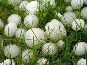 冰雹肆虐致多地作物絕收，急救措施可知曉？