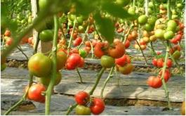 西紅柿根腫病的病害癥狀、發(fā)生規(guī)律及防治措施