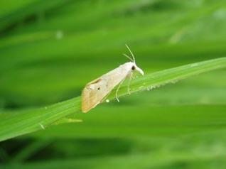 抗藥性問題日益突出，打造“抗藥性”農(nóng)藥產(chǎn)品商業(yè)回報(bào)高