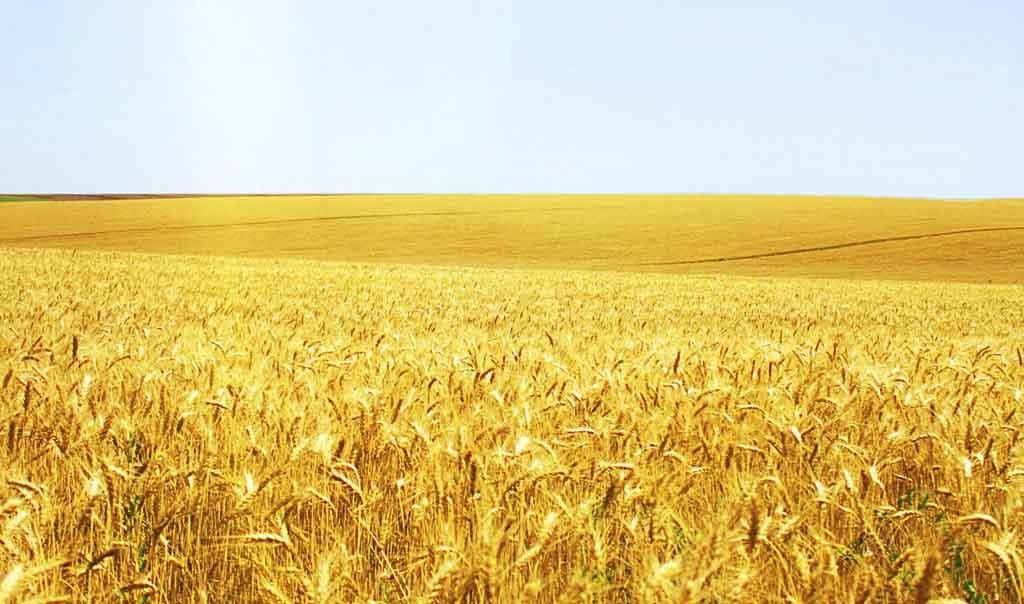 小麥冬前管理關(guān)鍵期，做好這些來年才能豐收豐產(chǎn)！