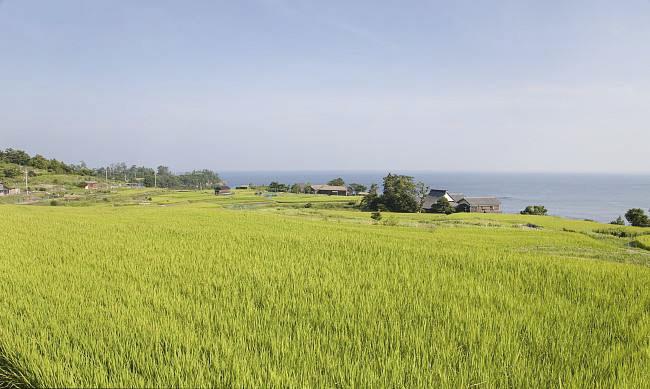 全國農業(yè)技術推廣服務中心發(fā)布水稻病蟲情報，預計水稻紋枯病發(fā)生偏重