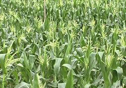 玉米葉片卷曲怎么回事？專家給出答案