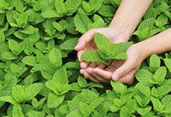 農(nóng)作物8月常見病蟲害，怎樣防治見效快？