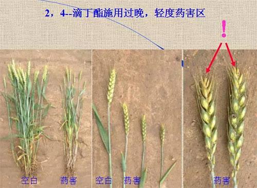 除草劑無時不刻發(fā)生變化，激素類除草劑未來還會在農(nóng)業(yè)舞臺上繼續(xù)發(fā)揮更大作用