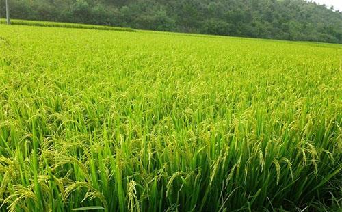 稻田雜草抗藥性不斷增強(qiáng)，農(nóng)戶們該如何有效應(yīng)對？