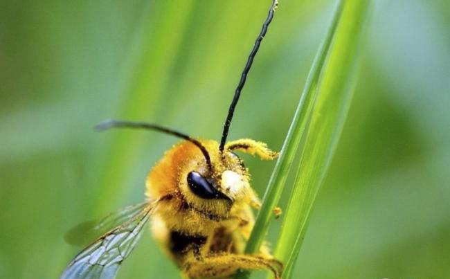 新煙堿類農(nóng)藥已進(jìn)入衰退期，呋蟲(chóng)胺將何去何從？