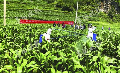 發(fā)生提前，5種藥劑退出國家推薦名單，今年草地貪夜蛾防控形勢依然嚴(yán)峻！